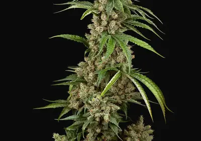 Big Berry Boom Boom Feminized