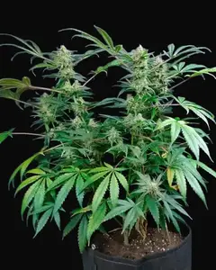 Big Berry Kush