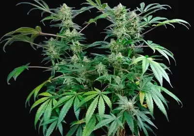 Big Berry Kush