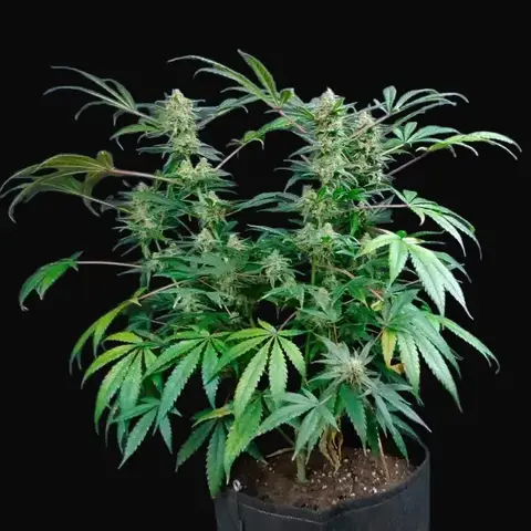 Big Berry Kush