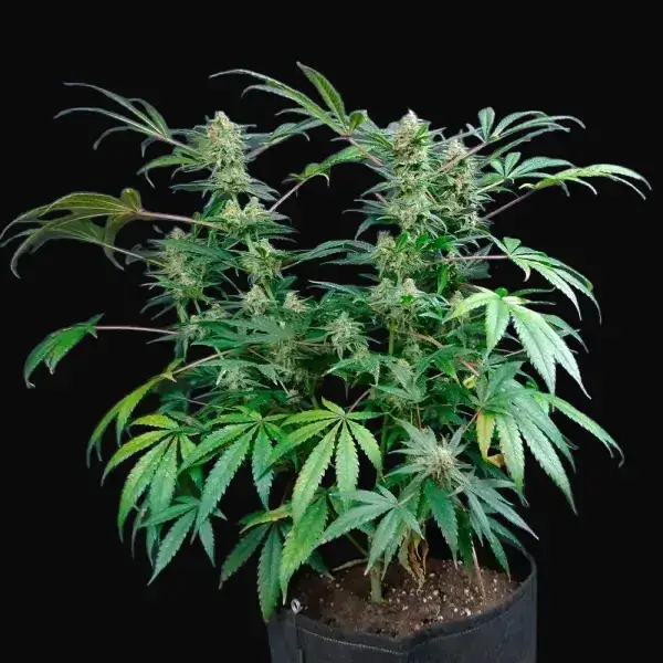 Big Berry Kush