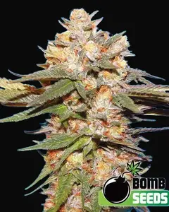 Big Bomb Auto
