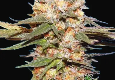 Big Bomb Auto