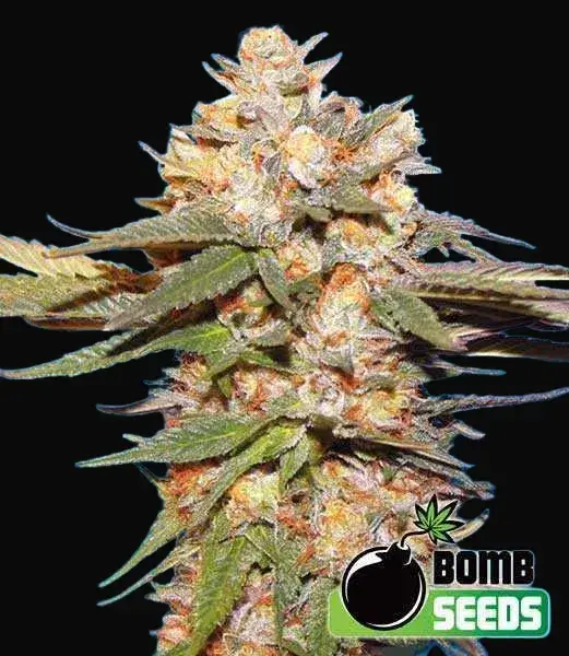 Big Bomb Auto