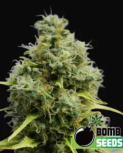 Big Bomb