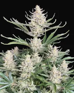 Big Bud Auto