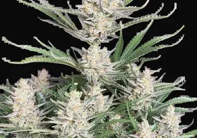 Big Bud Auto