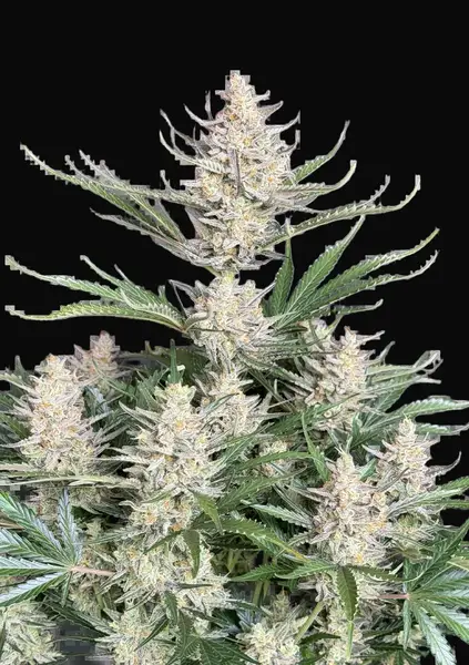 Big Bud Auto