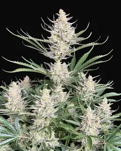 Big Bud Auto