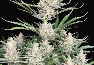 Big Bud Auto