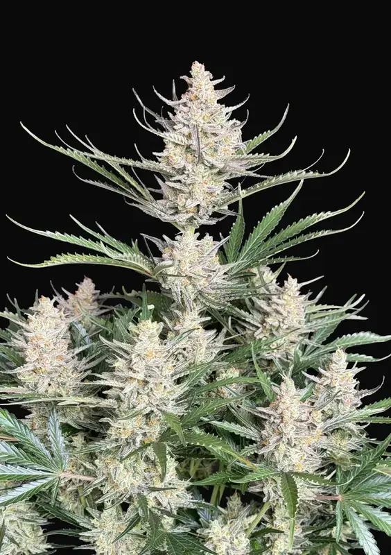 Big Bud Auto