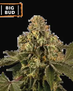 Big Bud Auto
