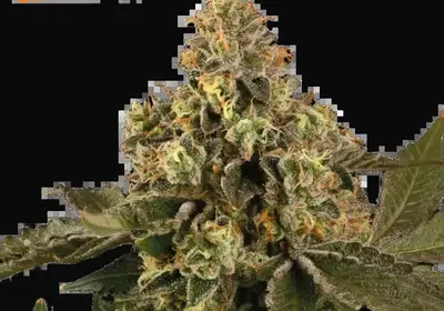 Big Bud Auto