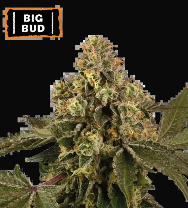 Big Bud Auto