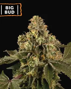 Big Bud Auto
