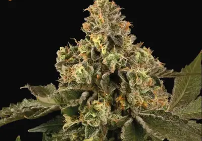Big Bud Auto