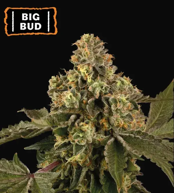 Big Bud Auto