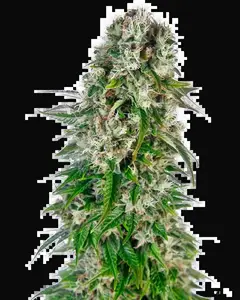 Big Bud Automatic
