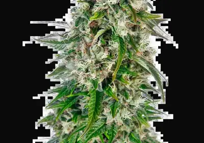 Big Bud Automatic