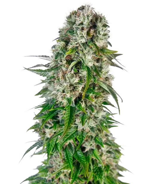 Big Bud Automatic