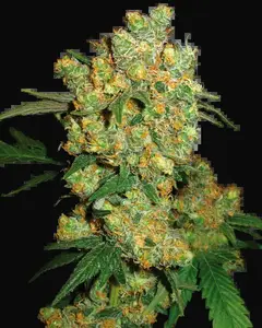 Big Bud Feminized