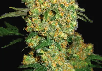 Big Bud Feminized