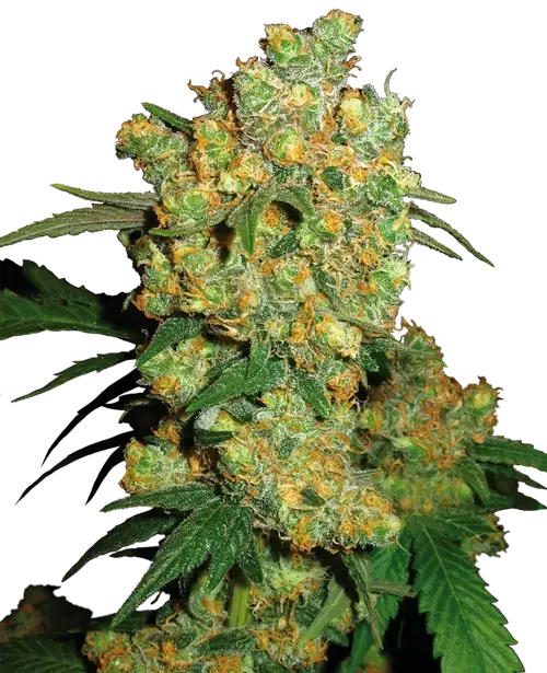 Big Bud Feminized