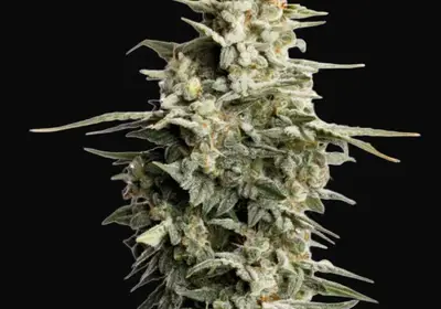 Big Bud