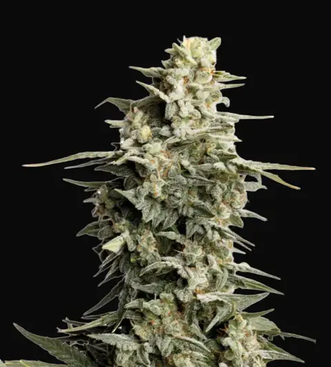 Big Bud