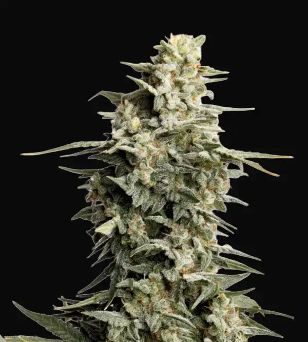 Big Bud