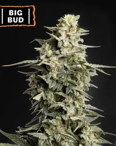 Big Bud