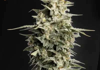 Big Bud