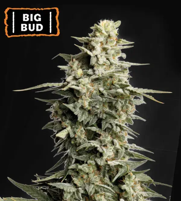 Big Bud