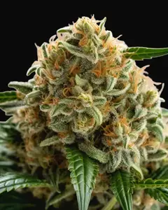 Big Bud