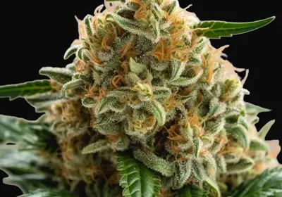 Big Bud