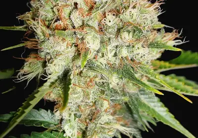 Big Bud XXL