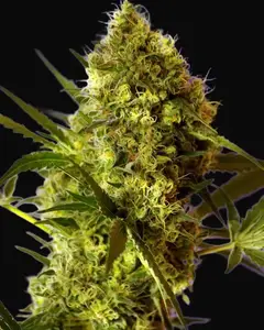 Big Devil #2 Auto