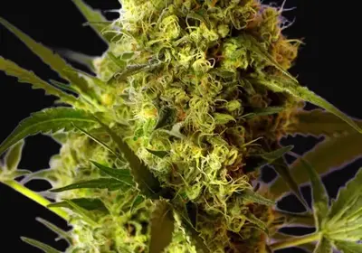 Big Devil #2 Auto