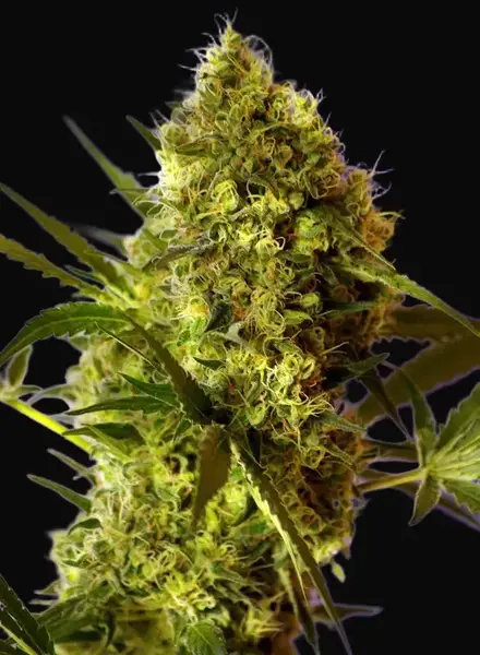Big Devil #2 Auto
