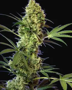 Big Devil Auto