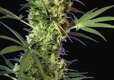Big Devil Auto
