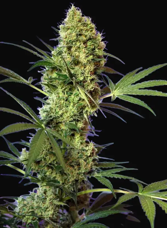 Big Devil Auto