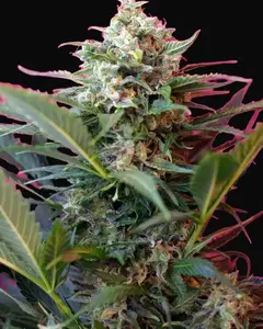 Big Devil XL Auto