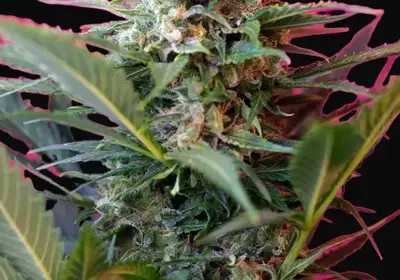 Big Devil XL Auto