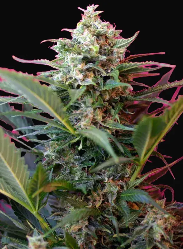 Big Devil XL Auto
