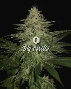 Big Gorilla