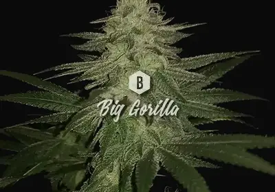 Big Gorilla