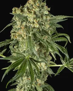 Big Kush