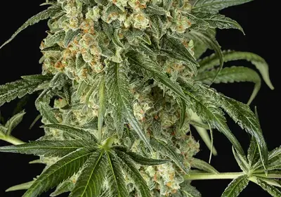 Big Kush