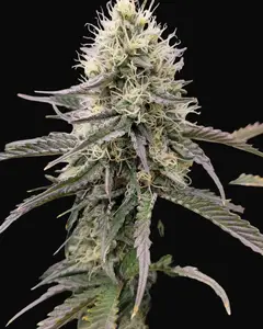 Big PUNch Auto